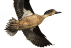 Grey teal443 copy.jpg